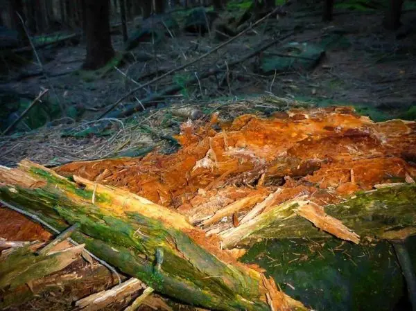 Abgerissene Baumrinde und freiliegendes Holz auf einem umgestürzten Baumstamm