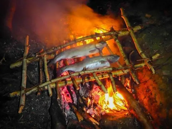 Fische werden über einem offenen Feuer auf einem improvisierten Grill aus Ästen gegart