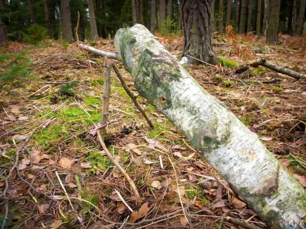 Holzstück mit Kerbe auf dem Waldboden, umgeben von Laub und Moos