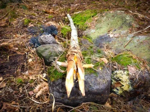 Schlagfalle (Figure-Four-Falle) aus Holz auf einem Stein platziert
