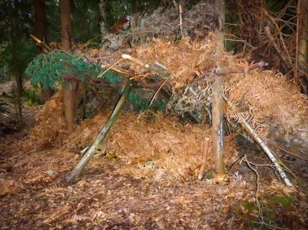 Tarp-Notunterkunft aus Ästen und Laub im Wald aufgebaut