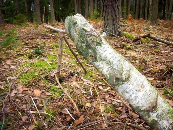 Winter Survivaltour mit Shelterübernachtung und Urindestillation – Ueber Aesten Fische Umgefallener Baumstamm 022