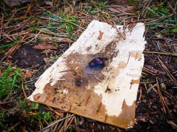 Verbranntes Stück Papier auf dem Boden mit Erde und Gras