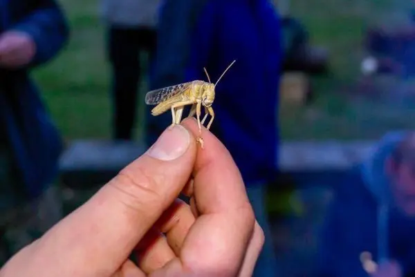 Grille eine Heuschrecke wird mit einer Hand gehalten