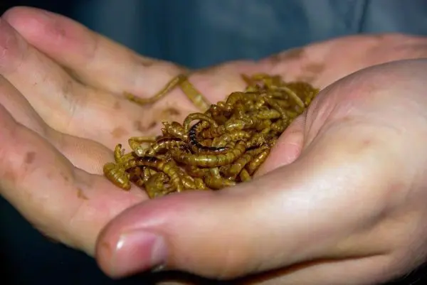 Hände halten eine Menge von essbaren Insektenlarven