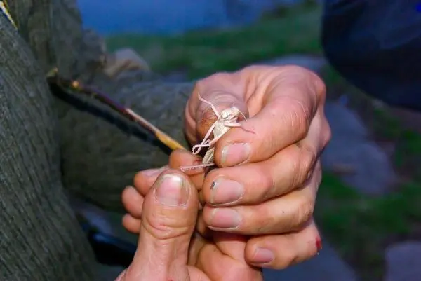 Hände halten einen kleinen Fisch, der an einem improvisierten Haken befestigt ist