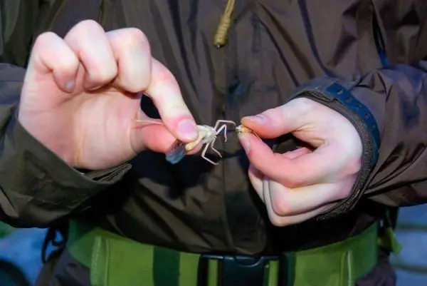 Hände halten einen Köder und einen Angelhaken zur Vorbereitung auf das Angeln