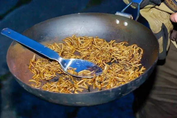 Pfanne mit gerösteten Insekten und Löffel in Hand gehalten