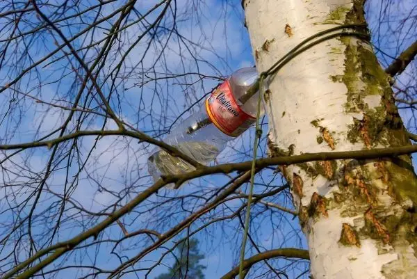 Plastikflasche hängt an einem Baumast, mit Schnur befestigt