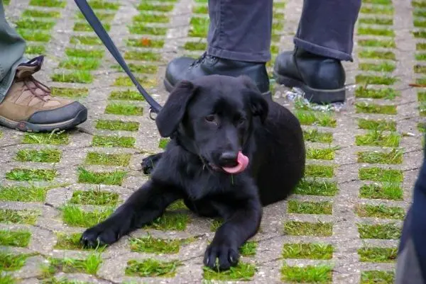 Schwarzer Hund liegt auf einem gepflasterten Boden zwischen Gras