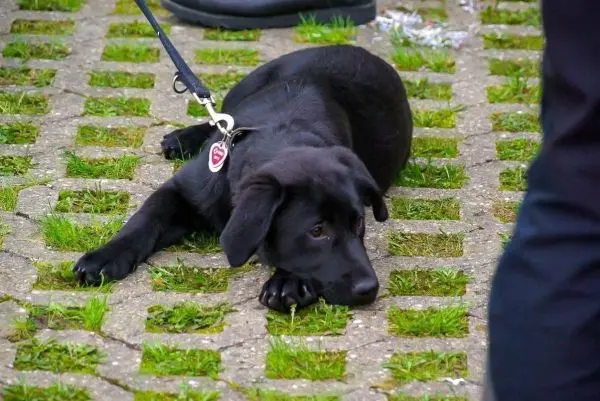 Schwarzer Hund liegt entspannt auf einem gepflasterten Weg mit Gras