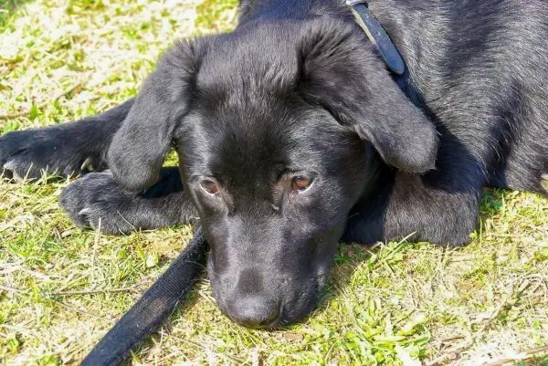 Schwarzer Hund liegt entspannt auf grünem Gras