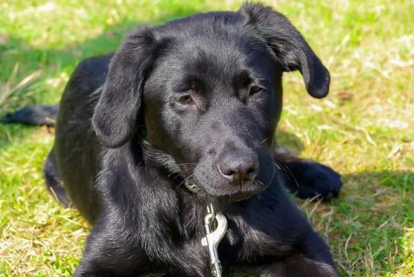 Schwarzer Hund liegt entspannt auf grünem Gras