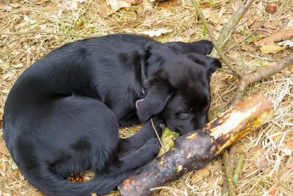 Schwarzer Hund liegt neben einem Holzstück auf dem Boden