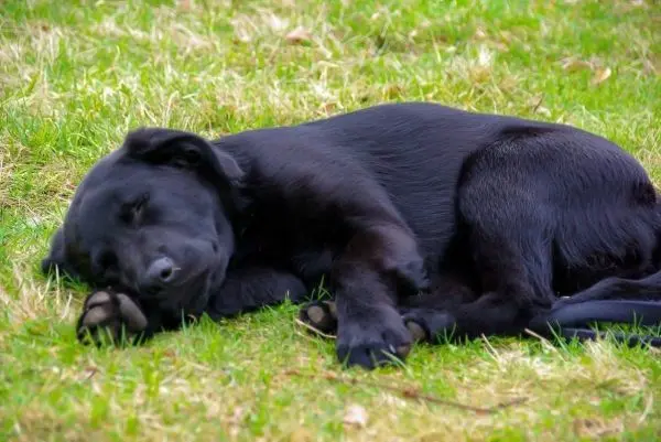 Schwarzer Hund liegt schlafend auf grünem Gras