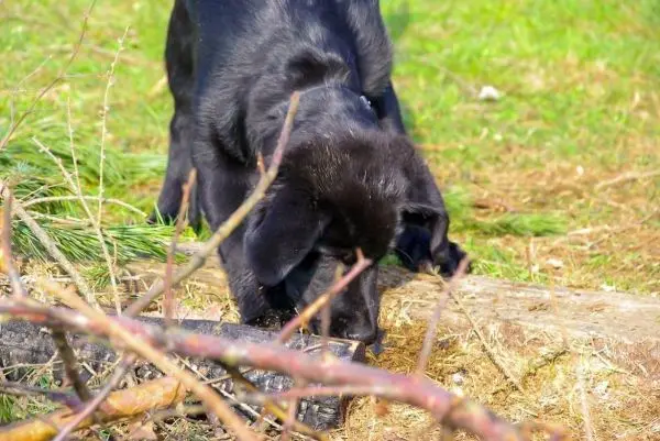Schwarzer Hund schnüffelt am Boden zwischen Ästen