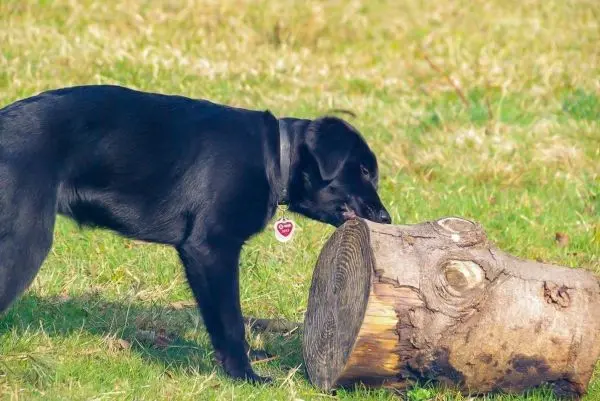 Schwarzer Hund schnüffelt an einem Baumstamm im Gras
