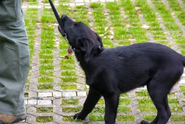 Schwarzer Hund zieht an der Leine, während er neben einer Person steht
