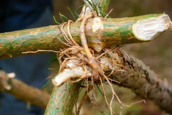 Selbstgebaute Konstruktion aus Ästen mit geflochtenen Ranken zur Stabilisierung