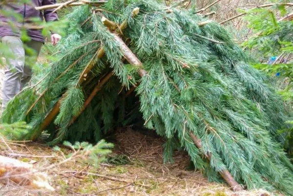 Selbstgebaute Tarp-Notunterkunft aus Ästen und Nadelzweigen im Wald