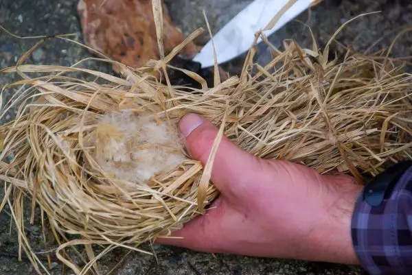 Zunder aus trockenem Gras und Federn wird in der Hand gehalten