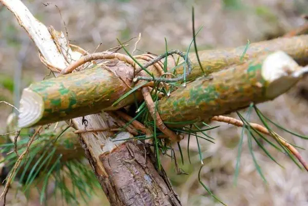 Zwei Holzstücke sind mit Rinde und Nadeln verbunden