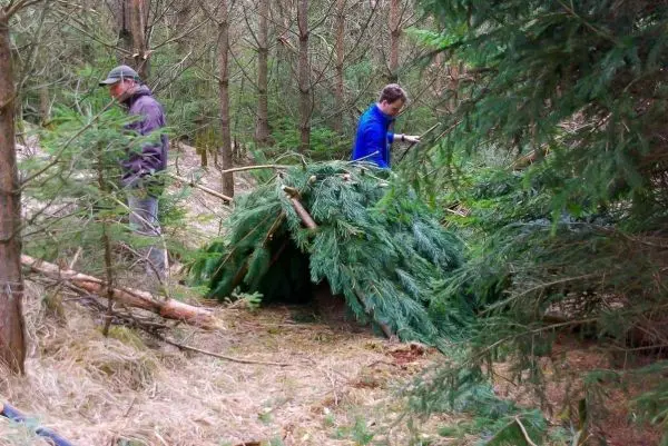 Zwei Personen bauen eine Tarp-Notunterkunft aus Ästen und Zweigen