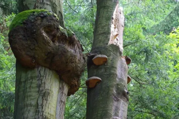 Baumstämme mit Wucherungen und Pilzen in einem Waldgebiet
