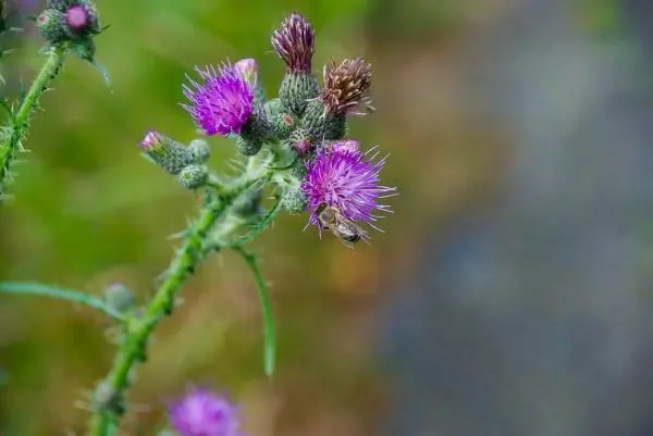 Biene sitzt auf lila Blüte einer Distelpflanze