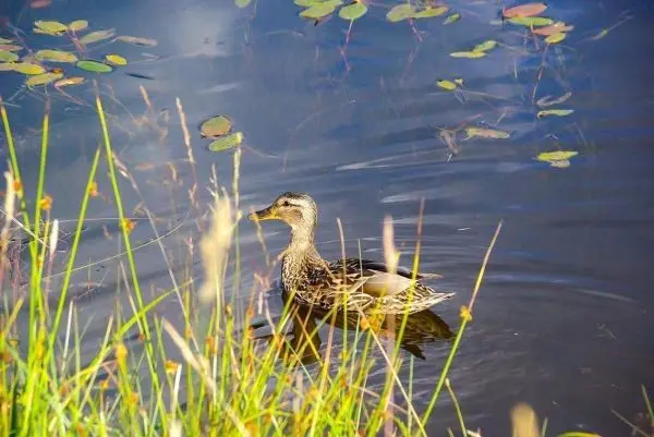Ente schwimmt im Wasser zwischen Schilf und Seerosen