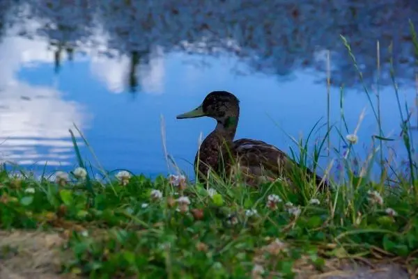 Ente sitzt am Ufer eines Gewässers zwischen Gras und Blumen