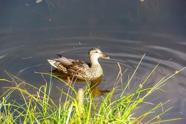 Enten schwimmen im ruhigen Wasser zwischen Gräsern