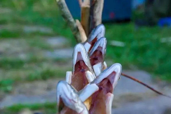 Fische hängen an einem Stock zum Trocknen