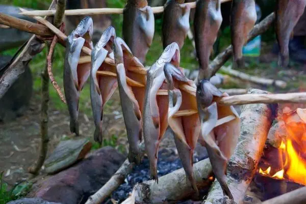 Fische hängen zum Räuchern über einem offenen Feuer