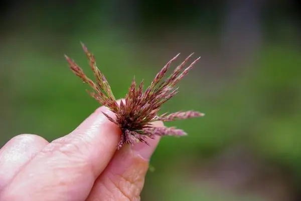 Grasähnliche Pflanze wird zwischen den Fingern gehalten