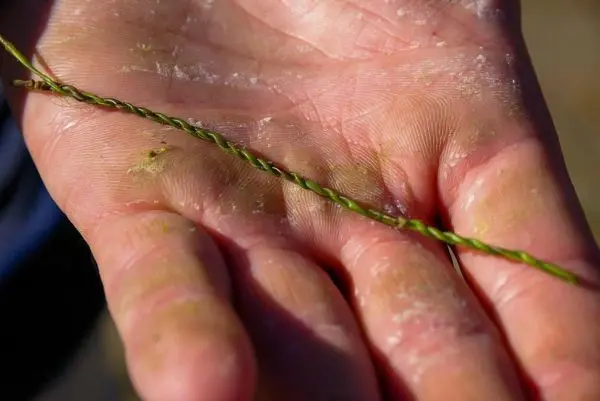 Grüne, gedrehte Pflanze liegt in einer Handfläche