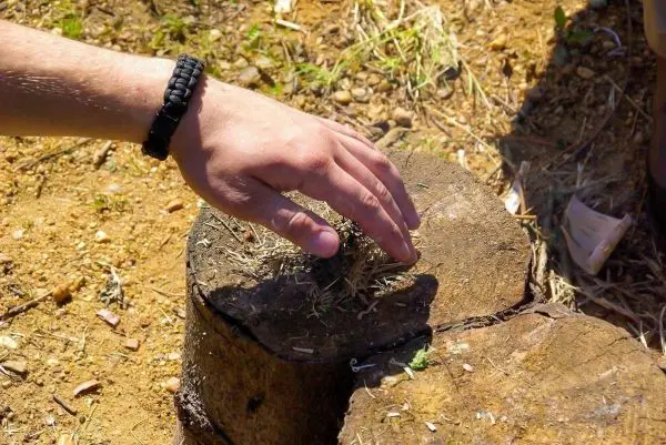 Hand berührt Zunder auf einem Baumstumpf im Freien