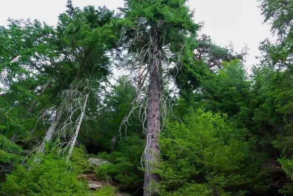 Hohe Bäume mit grünen Blättern und sichtbaren Wurzeln im Wald