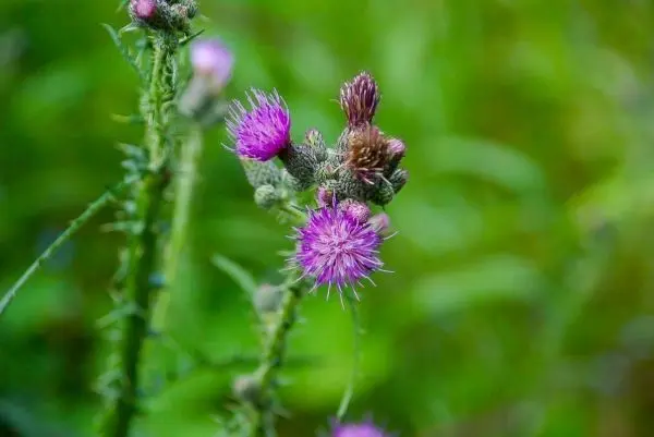 Lila Blüten einer Distelpflanze wachsen an einem grünen Stängel