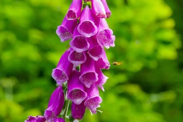 Lila Blüten einer Pflanze hängen in Trauben, im Hintergrund grüne Blätter