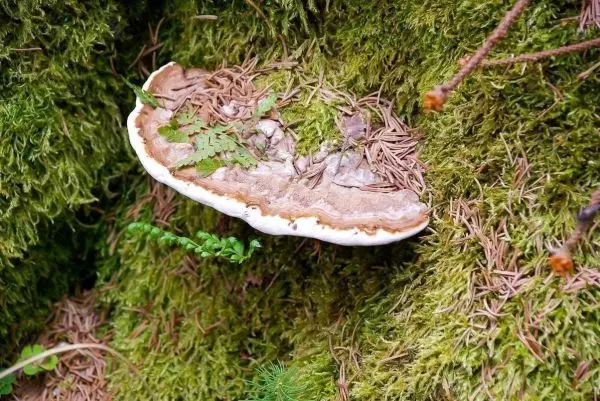 Pilz wächst auf moosbedecktem Baumstamm, umgeben von Nadeln und kleinen Pflanzen
