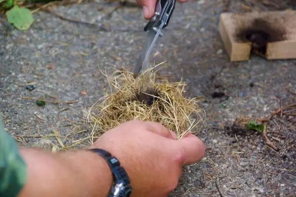 Zunder wird mit einer Schere bearbeitet, um Glut zu erzeugen