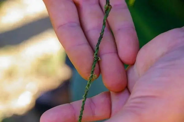 Zwei Hände halten einen dünnen, verdrehten Zweig zwischen den Fingern
