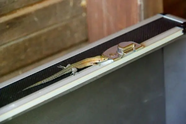 Eidechse krabbelt über den Rand eines Koffers