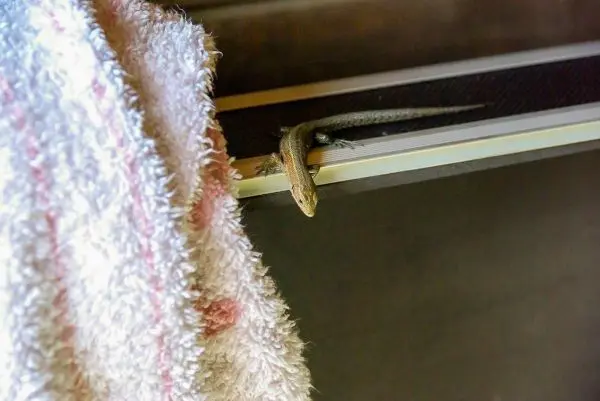 Eidechse sitzt auf einem Handtuch, das an einer Stange hängt