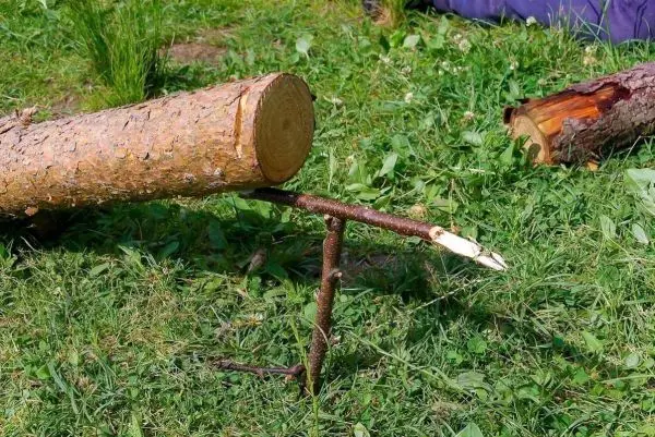 Ein Baumstamm liegt auf einem Ast im Gras