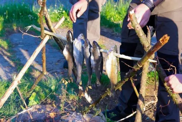 Fische hängen an einer improvisierten Holzstange zum Trocknen oder Räuchern
