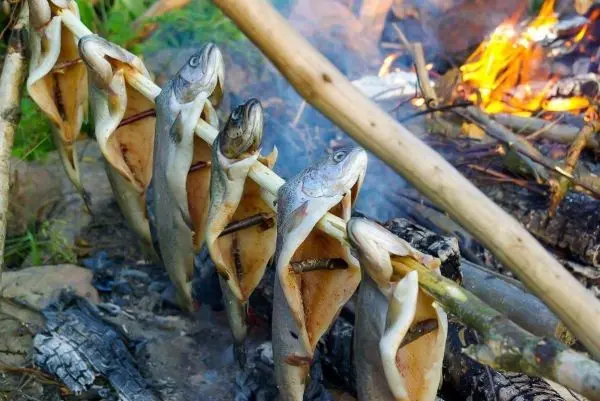 Fische hängen über einem Feuer zum Garen auf einem Stock