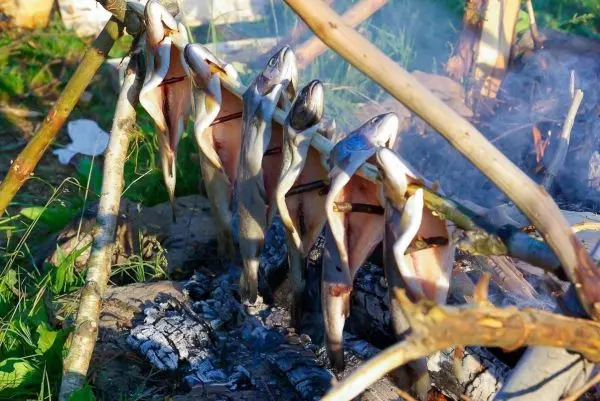 Fische hängen über einem Feuer zum Grillen