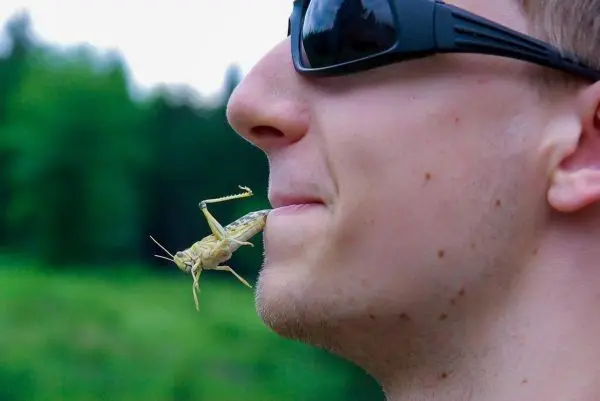 Grashüpfer sitzt auf der Lippe eines Mannes mit Sonnenbrille